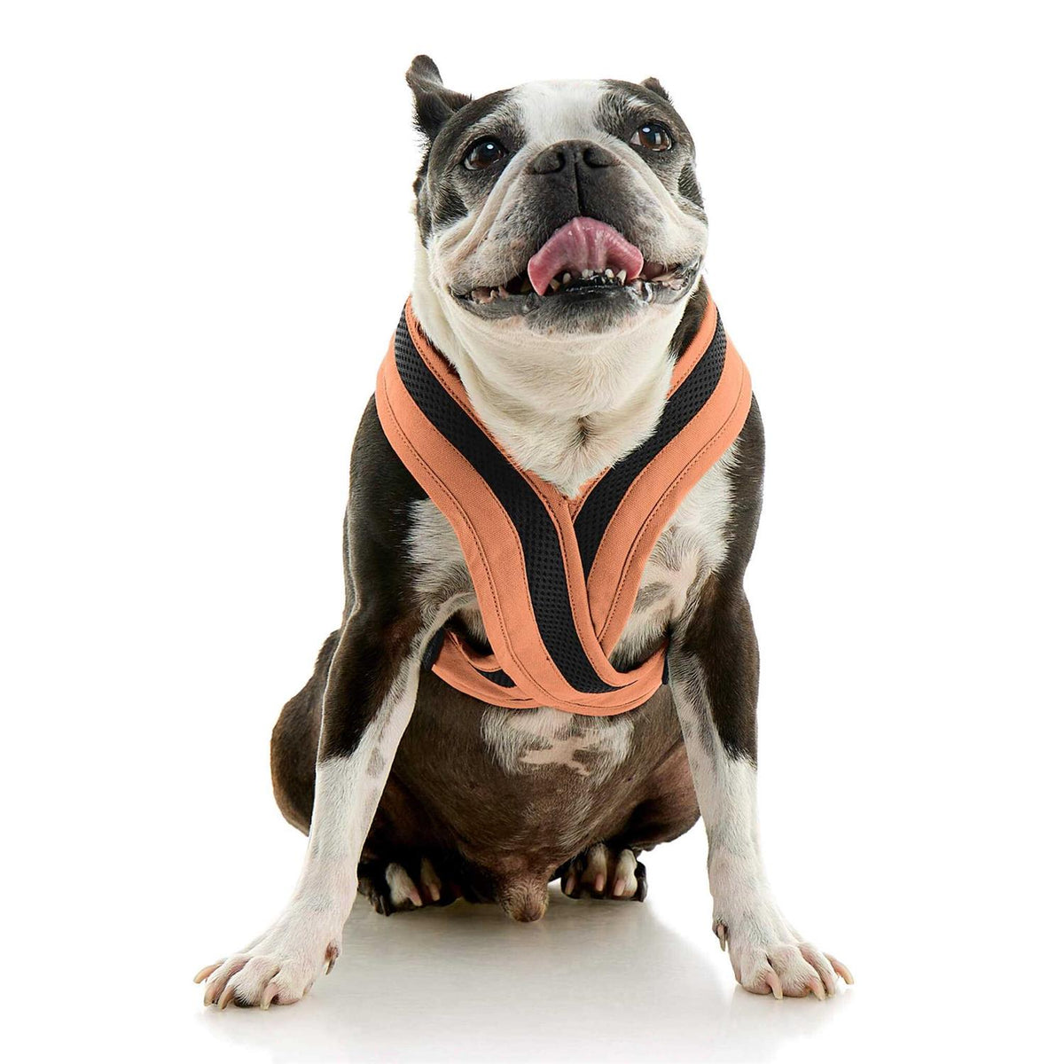 Dog Harness F46035
