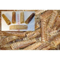6 inch Beef Trachea D9997