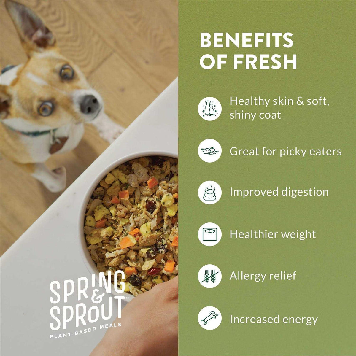 Plant-Based Protein & Cage-Free Egg Recipe Dog Food Q969