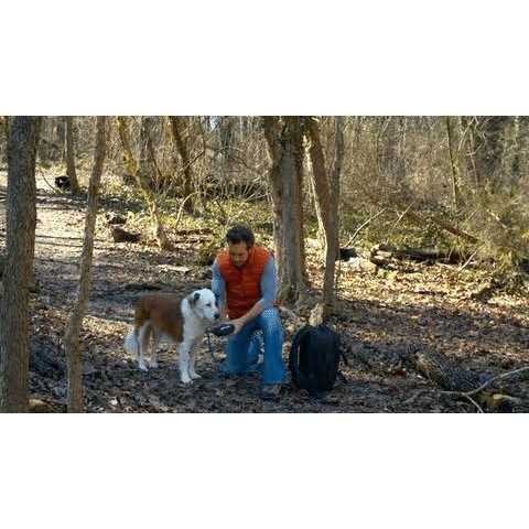 Dog Harness L9918