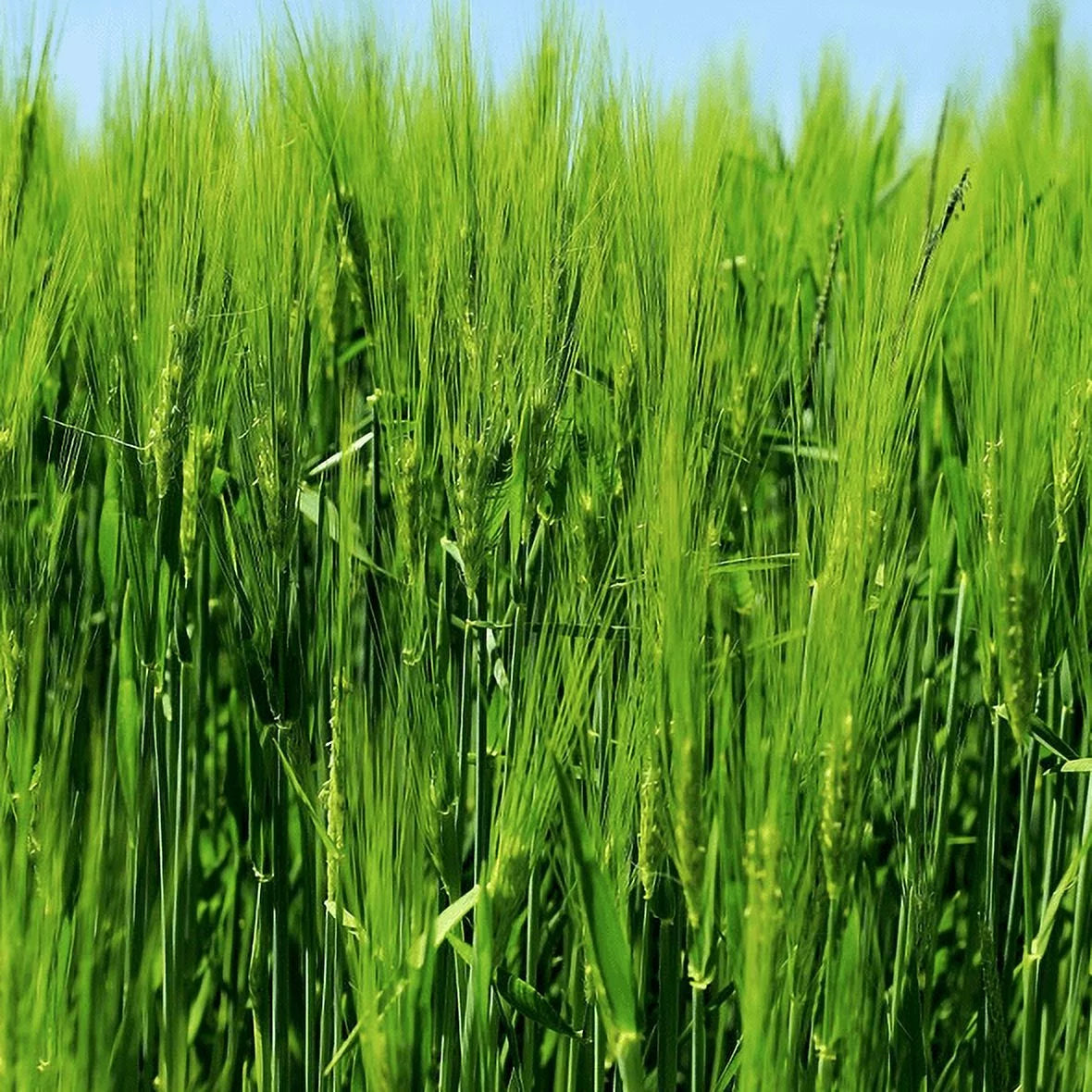 Barley Grass L78444