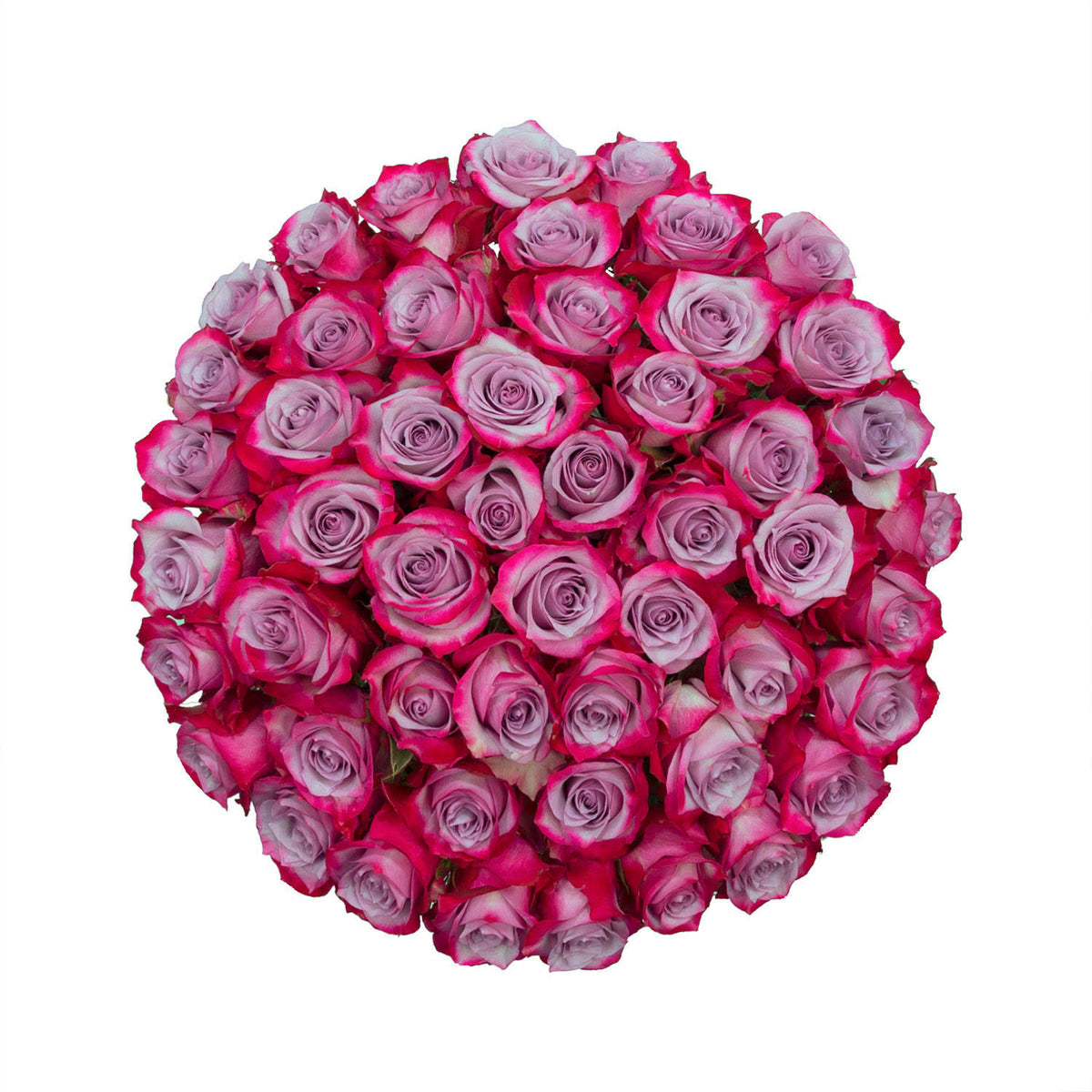 Deep Purple Roses (50 Stems) Z865888