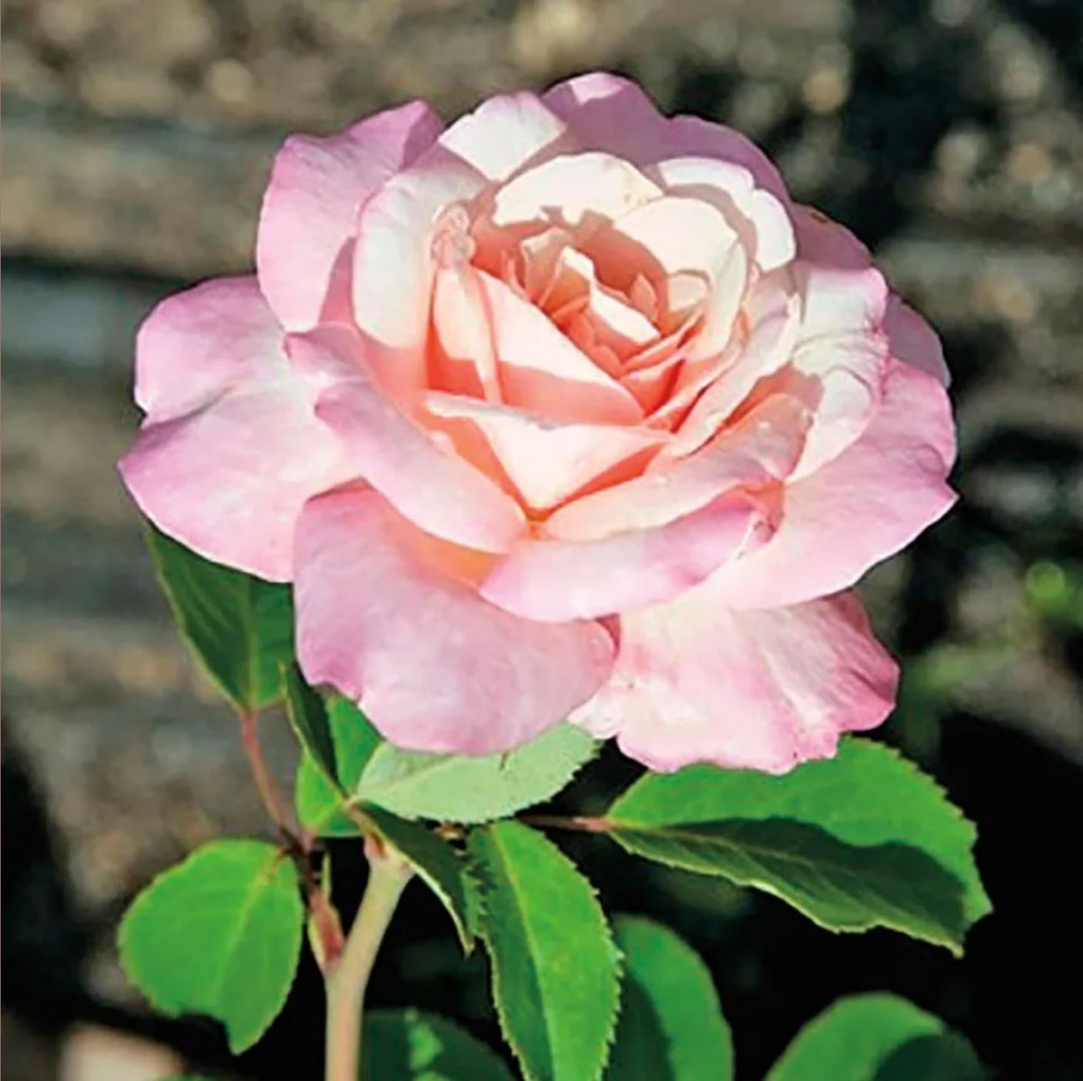 Bareroot Roses W794