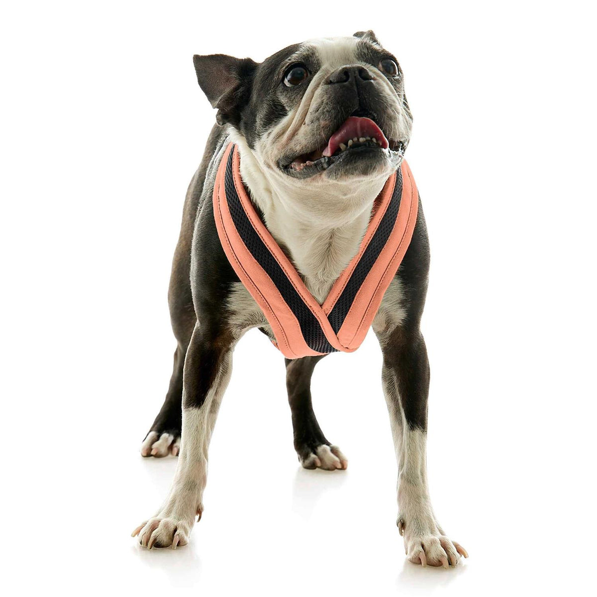 Dog Harness F46035